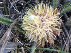 Protea scabriuscula