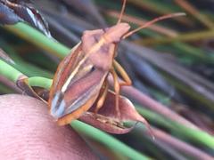 Tropicorypha bifida