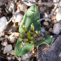 Colchicum cuspidatum