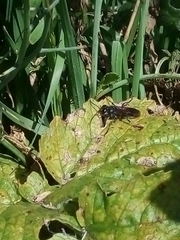Hymenoptera