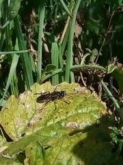 Hymenoptera