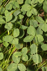 Trifolium repens
