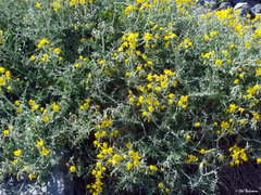 Solanum chilense