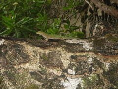 Phelsuma sundbergi longinsulae