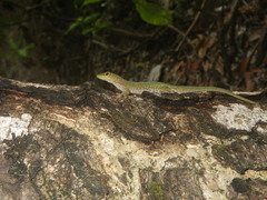 Phelsuma sundbergi longinsulae