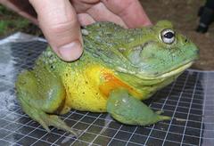 Pyxicephalus adspersus