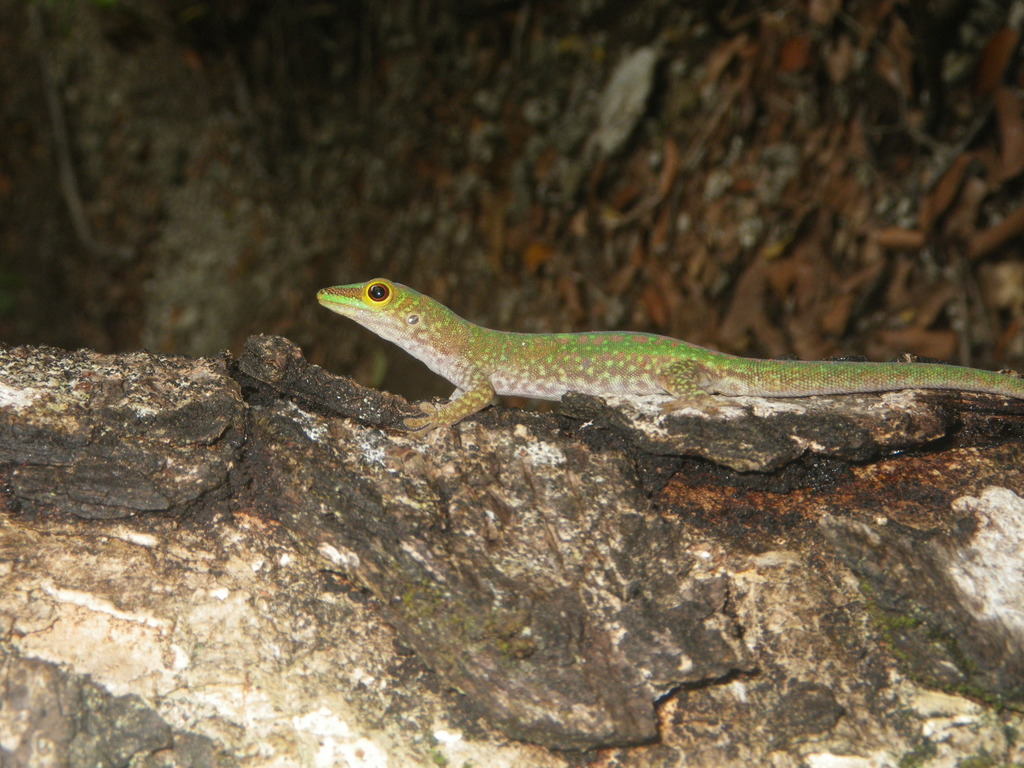 La Digue Day Gecko