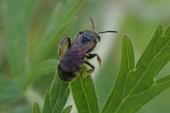 Hemihalictus