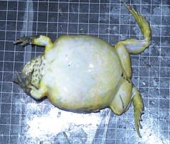 Pyxicephalus adspersus