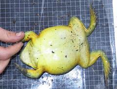 Pyxicephalus adspersus