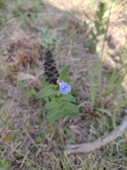 Salvia lachnostachys