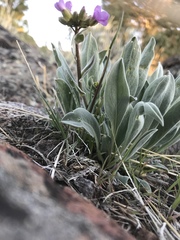 Phoenicaulis cheiranthoides