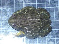 Pyxicephalus adspersus