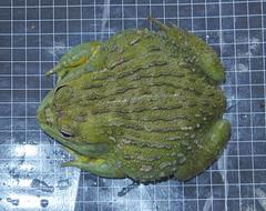 Pyxicephalus adspersus