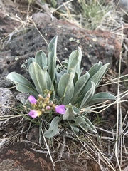 Phoenicaulis cheiranthoides