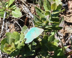 Callophrys