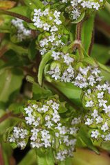 Valerianella radiata