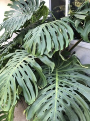 Monstera deliciosa