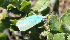 Callophrys