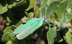 Callophrys