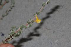 Aspalathus leucophylla