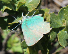 Callophrys
