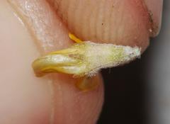 Aspalathus leucophylla