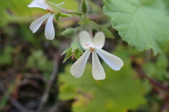 Pelargonium odoratissimum