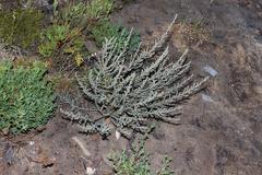 Aspalathus leucophylla