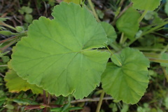 Pelargonium odoratissimum