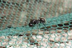 Camponotus arminius