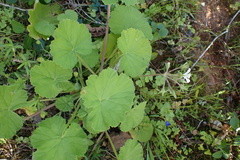 Pelargonium odoratissimum