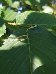 Stigmella lemniscella