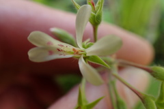 Pelargonium odoratissimum
