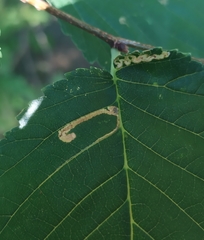 Stigmella lemniscella