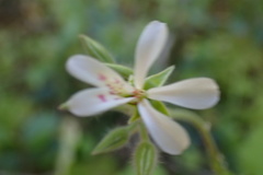Pelargonium odoratissimum