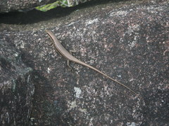 Trachylepis sechellensis