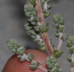 Aspalathus leucophylla