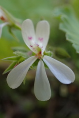 Pelargonium odoratissimum