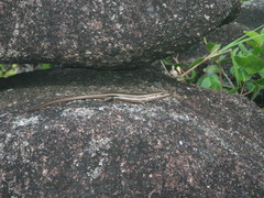 Trachylepis sechellensis