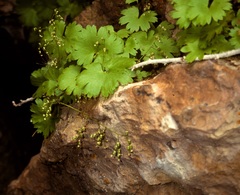 Sullivantia hapemanii