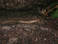 Trachylepis sechellensis