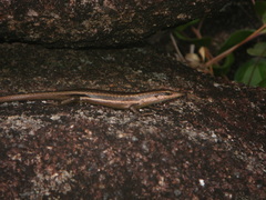 Trachylepis sechellensis