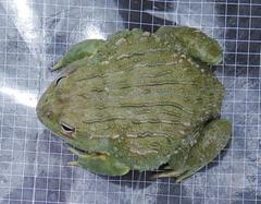 Pyxicephalus adspersus