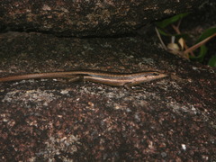 Trachylepis sechellensis