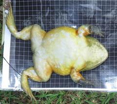 Pyxicephalus adspersus