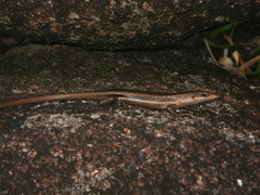 Trachylepis sechellensis