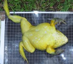 Pyxicephalus adspersus