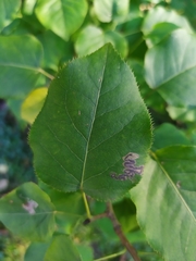 Stigmella pyri