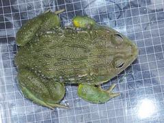 Pyxicephalus adspersus